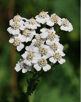 Yarrow